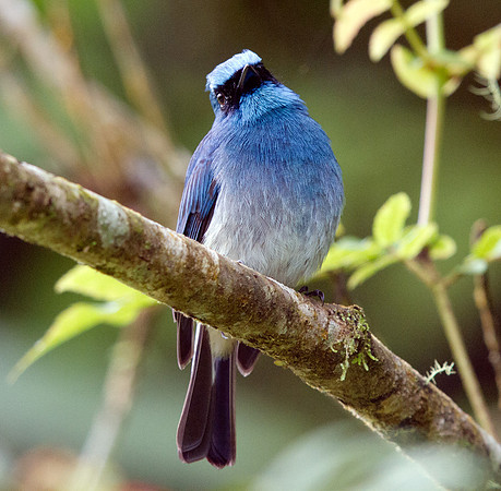Indigo flycatcher (Eumyias indigo)