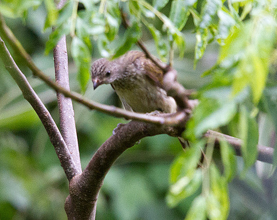 Scaly-throated Honeyguide (Indicator variegatus)