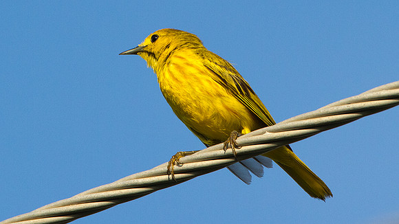 Yellow Warbler (Dendroica petechia)