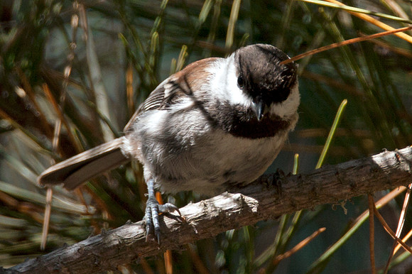 Chestnut-backed Chickadee (Poecile rufescens)