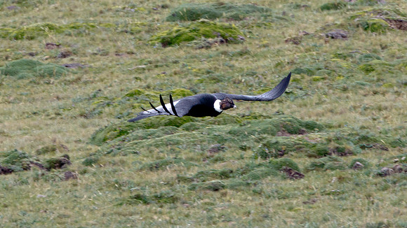 Andean Condor (Vultur gryphus)