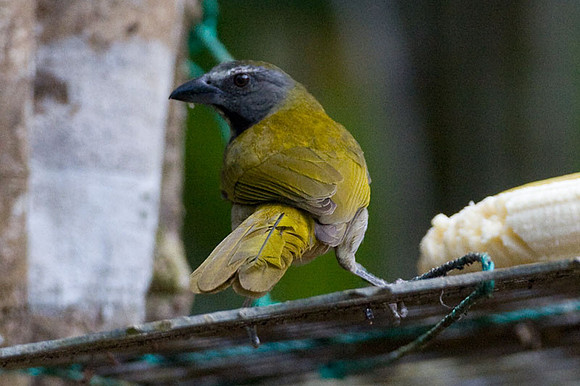 Buff-throated Saltator (Saltator maximus)