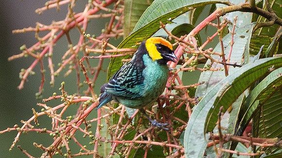 Saffron-crowned Tanager (Tangara xanthocephala)