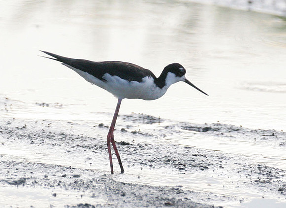 Black-necked Stilt (Himantopus mexicanus)