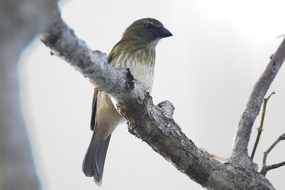 Streaked Saltator (Saltator striatipectus)
