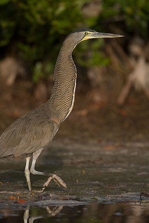 Bare-throated Tiger Heron (Tigrisoma mexicanum)