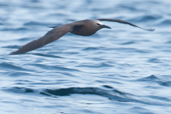 Brown Noddy (Anous stolidus) also known as Common Noddy