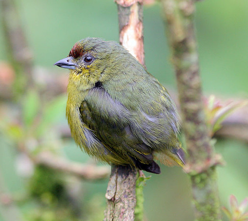 Olive-backed Euphonia (Euphonia gouldi)
