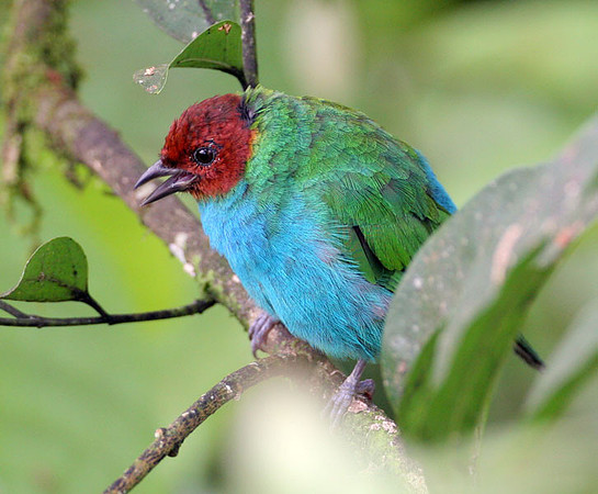 Bay-headed Tanager (Tangara gyrola)