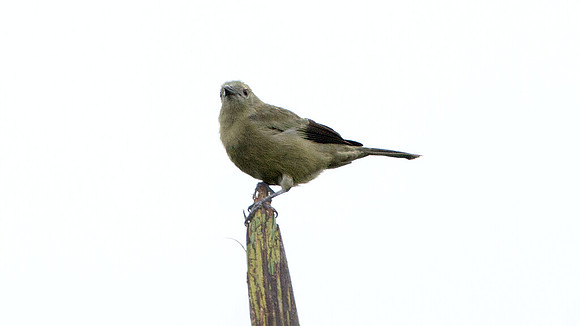 Palm Tanager (Thraupis palmarum)