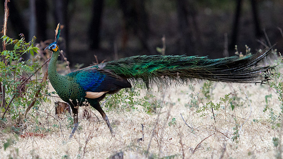 Green peafowl (Pavo muticus)