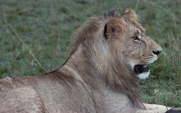1986 Africa lion img335