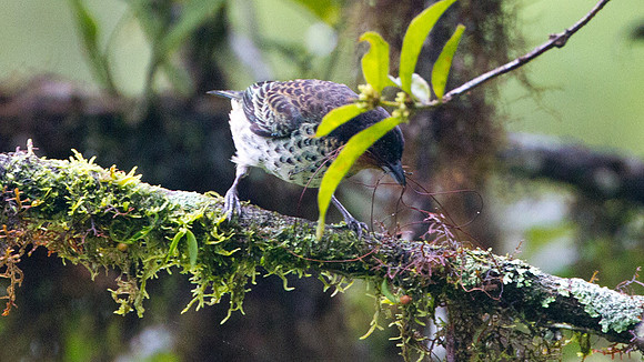 Rufous-throated Tanager (Tangara rufigula)