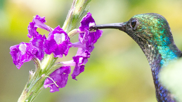 Fork-tailed Woodnymph (Thalurania furcata)