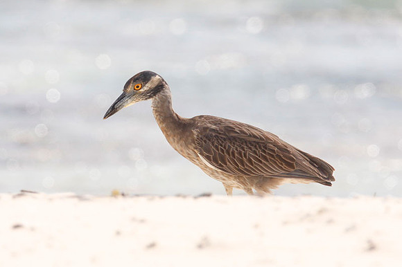 Yellow-crowned Night Heron (Nyctanassa violacea) juvenile