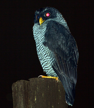 Black-and-white Owl (Strix nigrolineata)