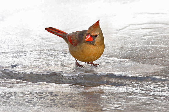 Northern Cardinal (Cardinalis cardinalis) female; also known as Common Cardinal