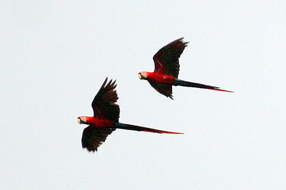 Scarlet Macaw (Ara macao)