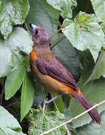 Cherrie's Tanager (Ramphocelus costaricensis) female