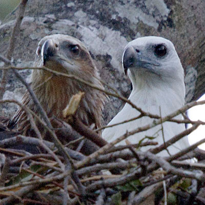 White-bellied sea eagle (Haliaeetus leucogaster)