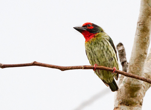 Coppersmith barbet (Psilopogon haemacephalus)