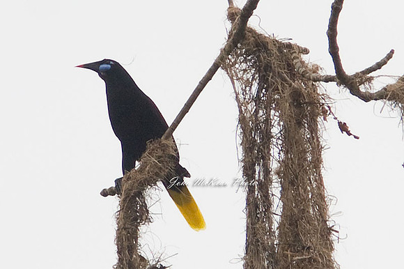 Black Oropendola (Psarocolius guatimozinus)
