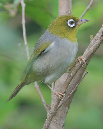Silvereye (Zosterops lateralis) also known as Wax-eye