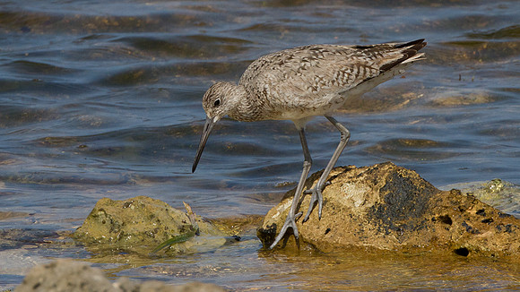 Willet (Tringa semipalmata)