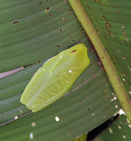 Red-eyed Tree Frog (Agalychnis callidryas) OR Smilisca species