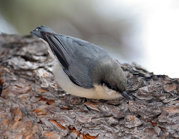Pygmy Nuthatch (Sitta pygmaea)