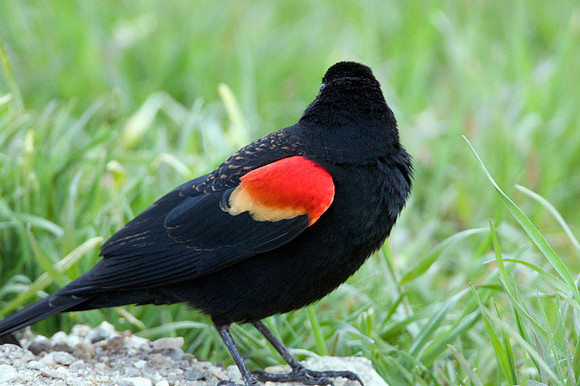 Red-winged Blackbird (Agelaius phoeniceus) male