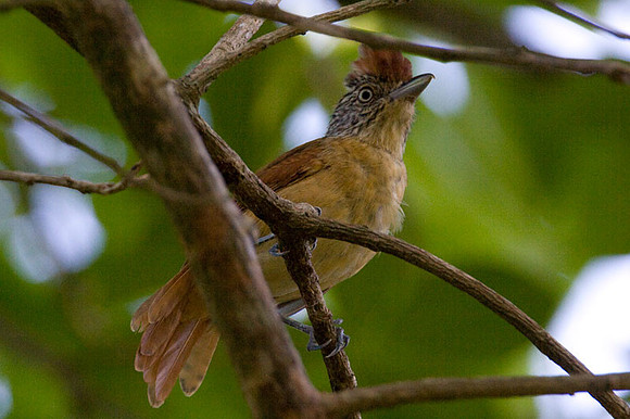 Barred Antshrike (Thamnophilus doliatus) female
