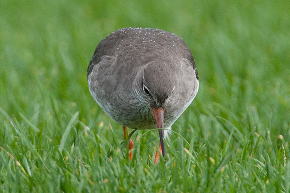 Common Redshank (Tringa totanus) also known as Redshank