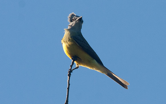 Tropical Kingbird (Tyrannus melancholicus)