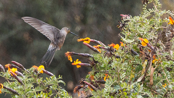 Giant Hummingbird (Patagona gigas)