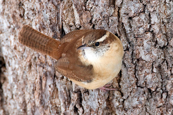 Carolina Wren (Thryothorus ludovicianus)
