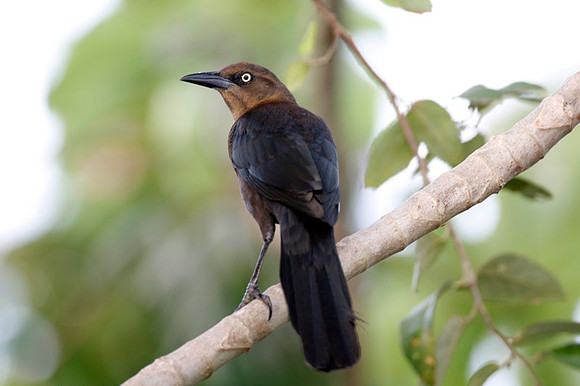 Great-tailed Grackle (Quiscalus mexicanus) female