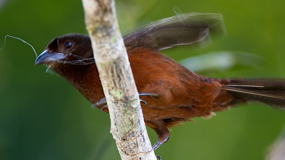 Silver-beaked Tanager (Ramphocelus carbo) - female