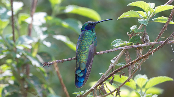 Sparkling Violetear (Colibri coruscans)