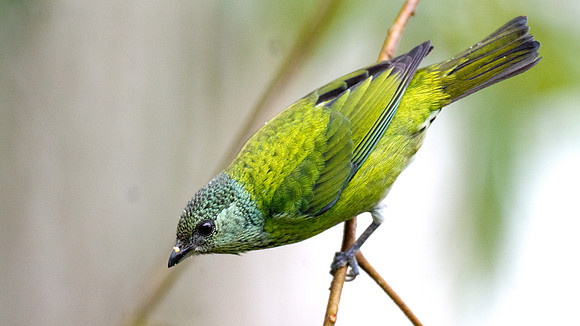 Black-capped Tanager (Tangara heinei)
