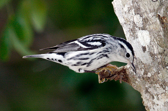 Black-and-white Warbler (Mniotilta varia)