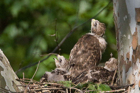 Red-shouldered Hawk (Buteo lineatus) juvenile