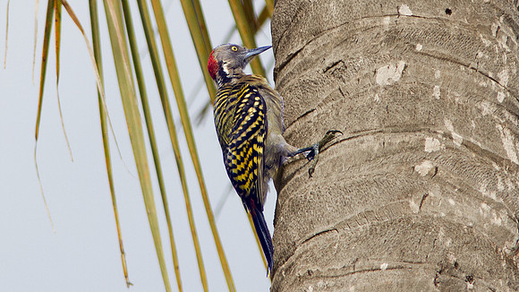Hispaniolan Woodpecker (Melanerpes striatus)
