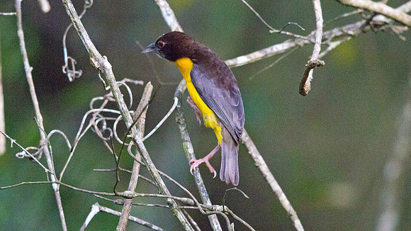 Dark-backed Weaver (Ploceus bicolor) female