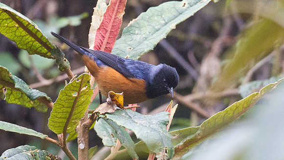 Blue-backed Conebill (Conirostrum sitticolor)