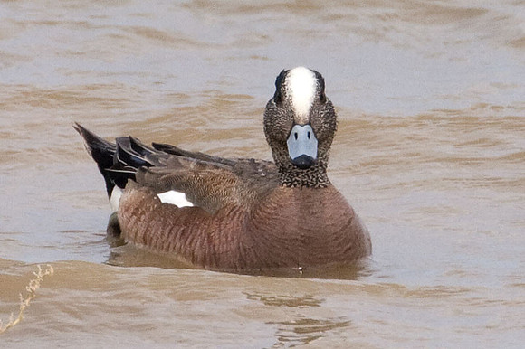 American Wigeon (Anas americana) also known as American Widgeon, Baldpate