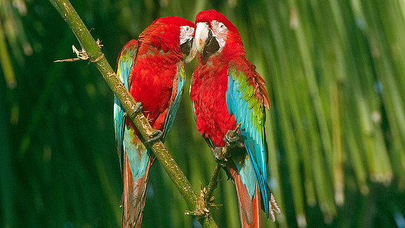 Red-and-green Macaw (Ara chloropterus)