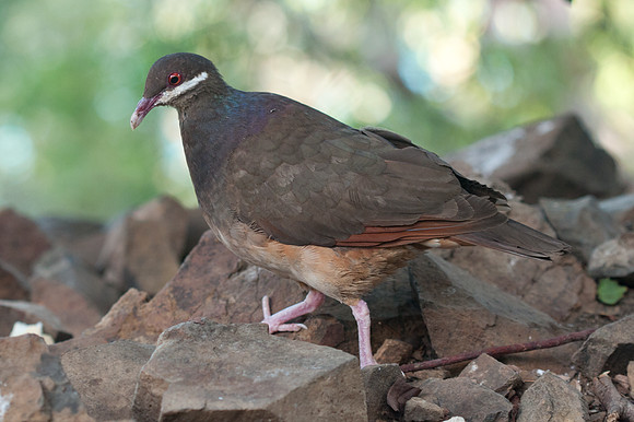 Bridled Quail-dove (Geotrygon mystacea)