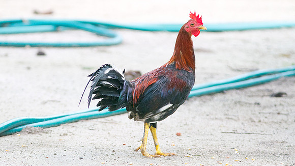 Red Junglefowl (Gallus gallus)
