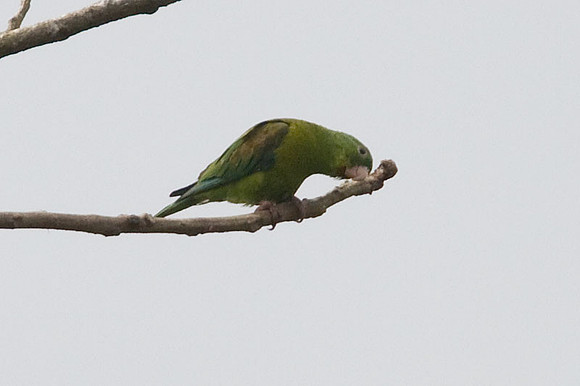 Orange-chinned Parakeet (Brotogeris jugularis) also known as Tovi Parakeet